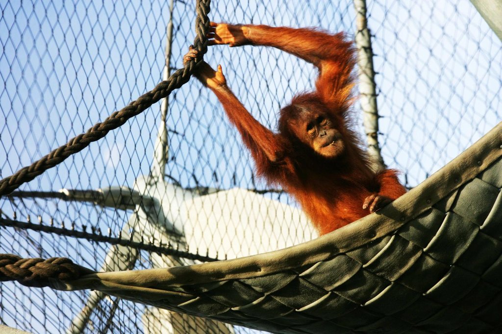 動物園圍欄煥新顏：不銹鐵絲繩網(wǎng)打造“隱形”屏障